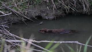 A North American Beaver climbs up its northern USA dam and grooms before heading home to its pond [upl. by Analahs]