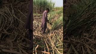 A good sugarcane 🎋 harvest satisfying shorts [upl. by Snebur]