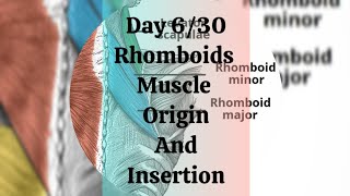 Day 630 Rhomboids muscle origin and insertion [upl. by Omik]