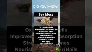 Health Benefits of Sea Moss [upl. by Gainer]