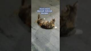 Kucing b3tin4 yang b1r4h1 shortvideo kucingbetina [upl. by Nolyd854]