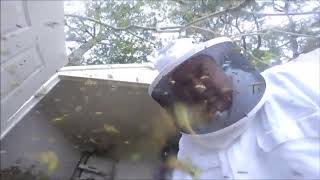 Gigantic Hornets Nest Extraction in Louisiana [upl. by Aneerb]