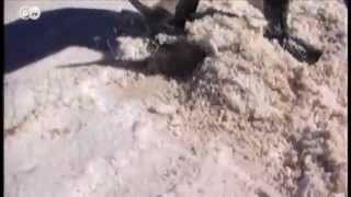 Lithium Mining in Bolivias Salt Flats  Global 3000 [upl. by Rochelle210]