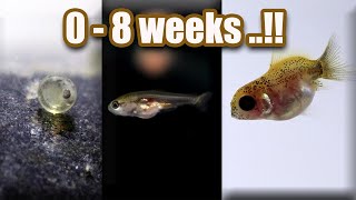 Ep 7 Baby GOLDFISH GROWTH  from eggs  8 weeks [upl. by Ettelegna]