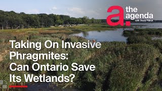 Can Ontario Stop Invasive Phragmites Chokehold on Wetlands ONsite [upl. by Sharona51]