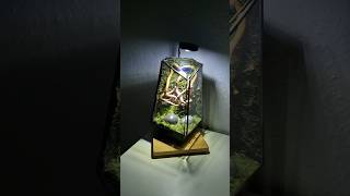 Beautiful nano Terrarium Setup terrarium mossterrarium homedecoration [upl. by Liarret]