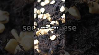 Erodium seed selfdrilling seed🌾 education facts entertainment shorts [upl. by Rosio]