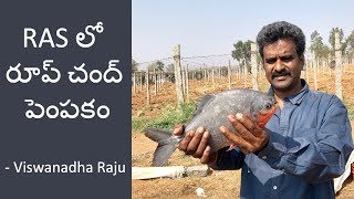 RAS లో రూప్ చంద్ పెంపకం  Kravis Aqua [upl. by Ellingston907]