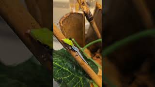 Phelsuma klemmeri aka Neon Day Gecko Hatchlings are stunning gecko microgecko reptiles lizard [upl. by Acinhoj596]