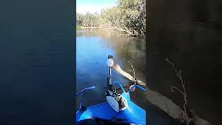 This Redfin Perch Ate A Primal Chatterbox Fishing for Murray Cod amp Yellowbelly [upl. by Niknar]