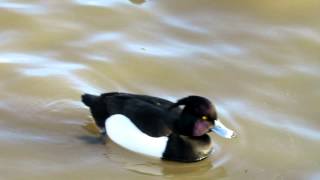 Tufted Duck [upl. by Cornelia]