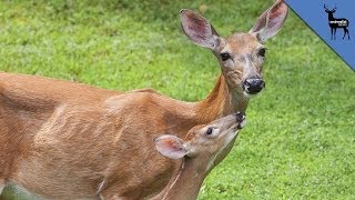 Mama Deer Hear Other Animal Cries for Help [upl. by Etiuqram]