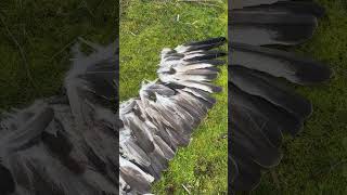 Whitebelly Sea Eagle 🦅 Wing span 18m Found dead 😭 wildlife birdlifeaustralia nature shorts [upl. by Attehcram72]