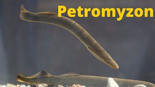 Petromyzon  Zoology  By  Yadvindr Sir [upl. by Airbmac759]