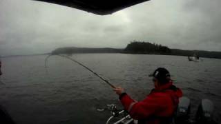 Whale slams into boat off New Hampshire coast [upl. by Kyne613]