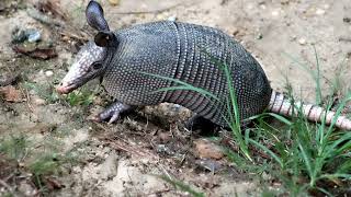 armadillo sounds  armadillo animal  armadillo sounds at night  animal sounds 11 [upl. by Tugman]