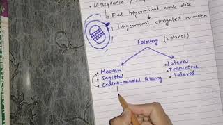 Embryonic folding median plane folding [upl. by Garneau]