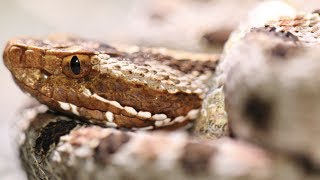 Herping the North Carolina Sandhills [upl. by Abby]