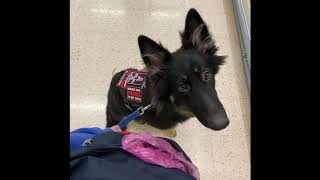 Tesco Trip With My Service Dog In Training [upl. by Herta]