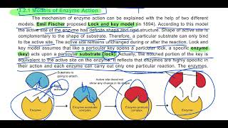 Models of Enzyme Action Lock and Key Model and Induced Fit Model 11th biology enzymes models [upl. by Amil295]