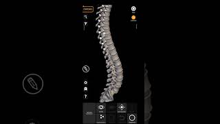 REVISÃO COLUNA VERTEBRAL [upl. by Olracnaig932]