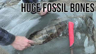 HUGE fossil bones discovered [upl. by Oettam]