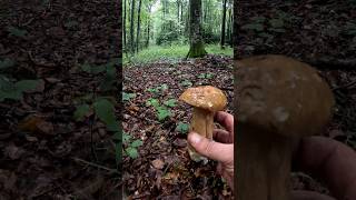 Porcini🍄Boletus Reticulatus October 2024 wildmushrooms mushroom foraging fungi grzyby short [upl. by Giacinta]