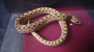 Sending out some baby hognose snakes [upl. by Selda]