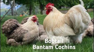 Bobtail Bantam Cochins enjoying a windy Spring Day ⛅️ 🌱 🇨🇦 [upl. by Mitchael]