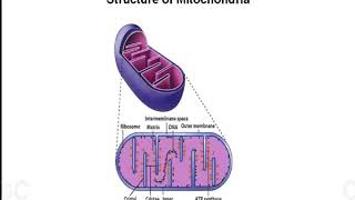 Mitochondria and Peroxisomes [upl. by Merrel]