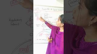 role of cyclic nucleotides in hindi  adenylase cyclase pathway shorts shortvideo viralshorts [upl. by Adnahsam973]