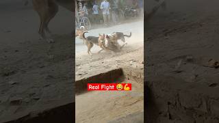 Real fight desi dog 😂 in village desi dog fighting [upl. by Sosanna]