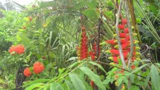 Jardin créole du Sud sauvage de lÎle de la Réunion [upl. by Nixie]