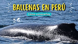 AVISTAMIENTO DE BALLENAS 🐋 en Máncora 2022 Precios 💰 y cómo hacer la actividad [upl. by Maryjane]