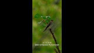 エゾビタキ Greystreaked Flycatcher [upl. by Yadseut399]