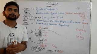 Cytokinin Signalling PathwayPhytohormoneCSIR NET In Hindi [upl. by Dilan]