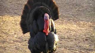 wild turkey display [upl. by Galang]