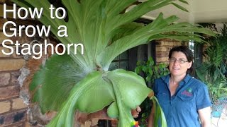 Grow a Staghorn Fern on your Veranda House or Tree in Australia [upl. by Ayik]