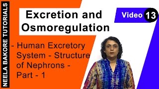 Excretion and Osmoregulation  NEET  Human Excretory System  Structure of Nephrons  Part 1 [upl. by Dorrie]