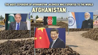 The most expensive of Afghanistan Jalghoza was exported to the world [upl. by Madden]