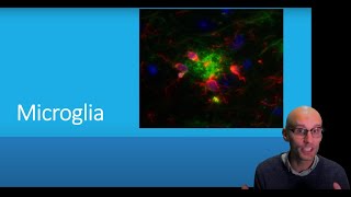 What are microglia and what do they do [upl. by Siraj906]