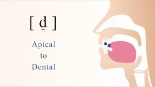 d̪  voiced unaspirated apical dental stop [upl. by Noami]