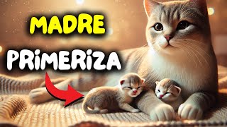 Cuántos gatitos puede tener una GATA PRIMERIZA [upl. by Hairas]