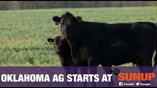 CowCalf Corner  45day weaning basics 9118 [upl. by Suvart738]