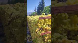 A beautiful grape farm [upl. by Akina]