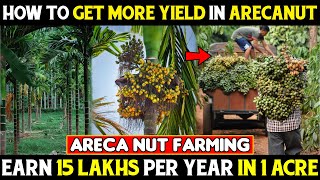 Areca Nut Farming  How To Get More Yield In Arecanut  How To Increase Arecanut Yield  Production [upl. by Fleta920]