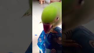 Ti Ti Tiaa 😶‍🌫️🥱😵‍💫 preetyparrot tia cutebird birds funny kpop [upl. by Reivax702]