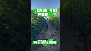 🚨ESSENTIAL PLANT🌱 PRUNING TIPS for HEALTHY GROWTH✅ shortsyoutube agricultura trabajodecampo [upl. by Willumsen]