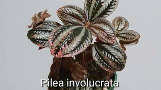 Pilea plant varieties [upl. by Ybbor168]