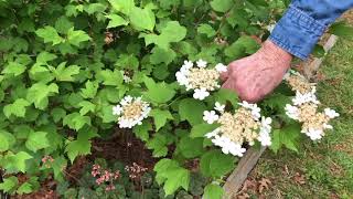 Home Native Landscaping  Viburnum [upl. by Abercromby]